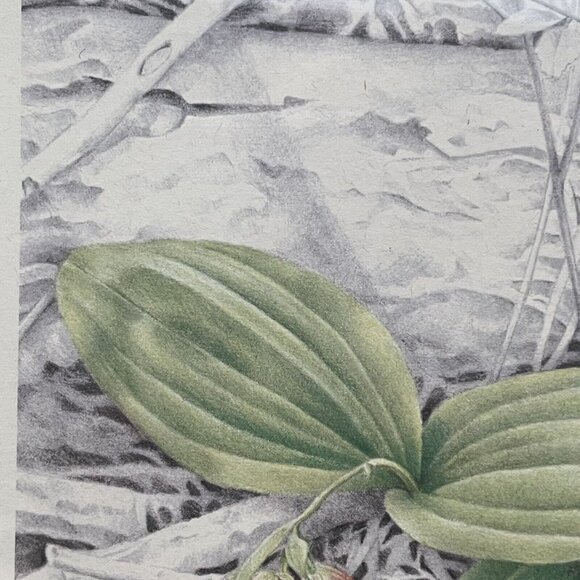 Vintage Framed Botanical Print Signed R. Brown Lady Slipper Artist Note Cottage - Picture 10 of 16